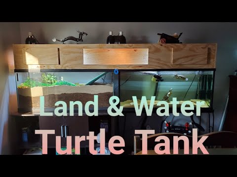 Video: Red-Eared Slider Turtle Care: Panzer einrichten, füttern und warten