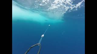 mahi mahi on troll pro slow motion