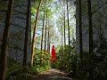 【長岡京ワラビ採り〇人事件】包丁を持った男「ワラビ、採れますか?」#shorts #未解決事件