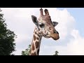 Follow the Floorball – Birmingham Zoo