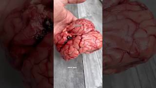 Comerías Los Sesos De Res?