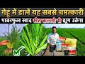 Gehun me khad🌾गेहूं में कल्लों की संख्या कैसे बढ़ाएं | gehu mein Konsa khad dalen | wheat fertilizer