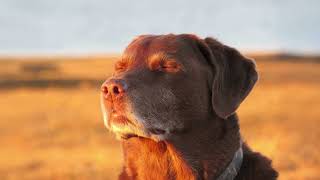 Cooked Dog Meme Music