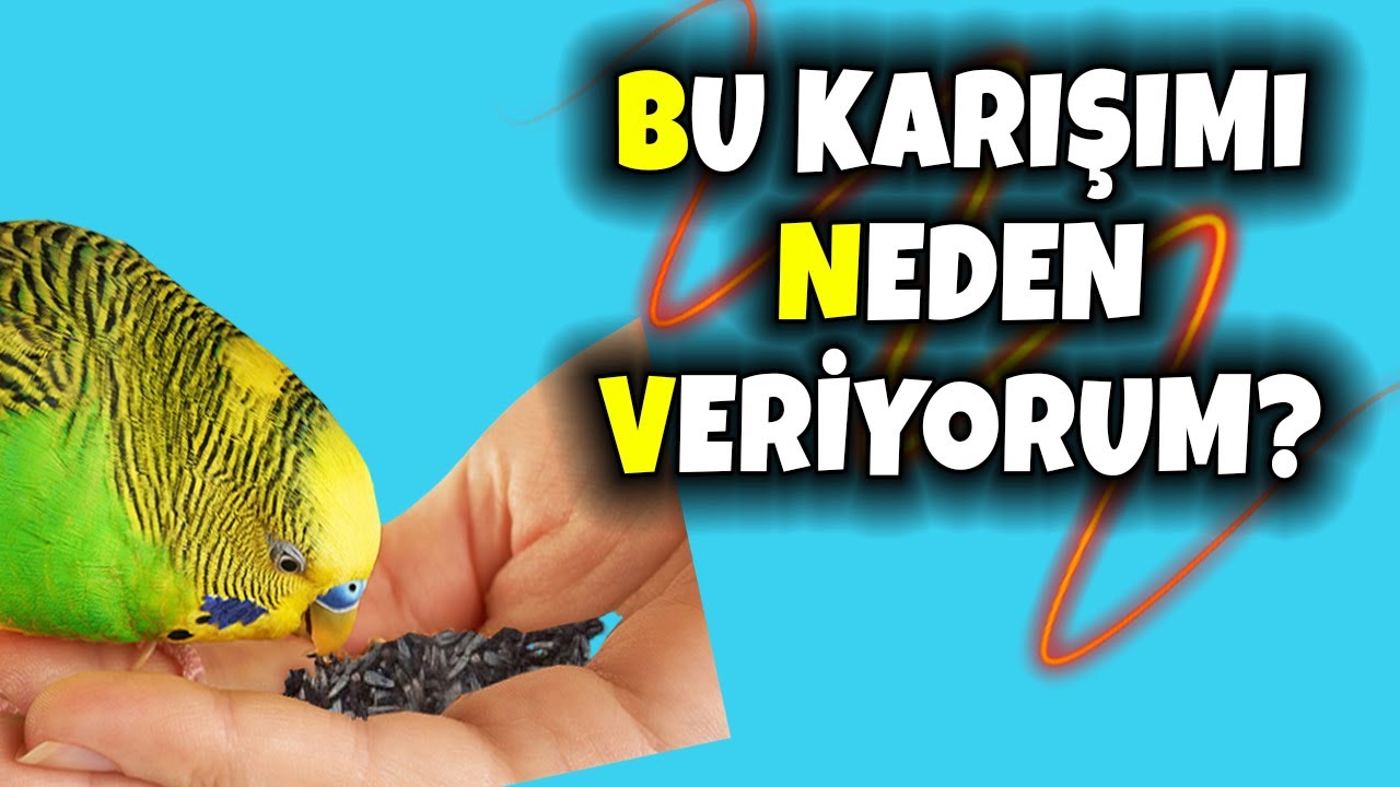 BU TOHUM KARIŞIMI HEM FAYDALI HEM DE LEZİZ ! #muhabbetkuşu