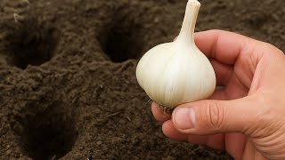 I DIDN’T BELIEVE THAT GARLIC COULD REPLACE 1000 KG OF FERTILIZER! HERE’S HOW