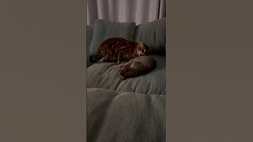 When the Catnip Kicks In… Watch Them Go Nuts! 😂