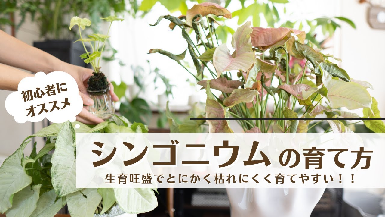 とにかく強い 初心者にオススメの観葉植物 シンゴニウムの育て方 Youtube