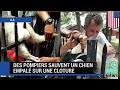 Des pompiers sauvent un chien empalé sur une clôture