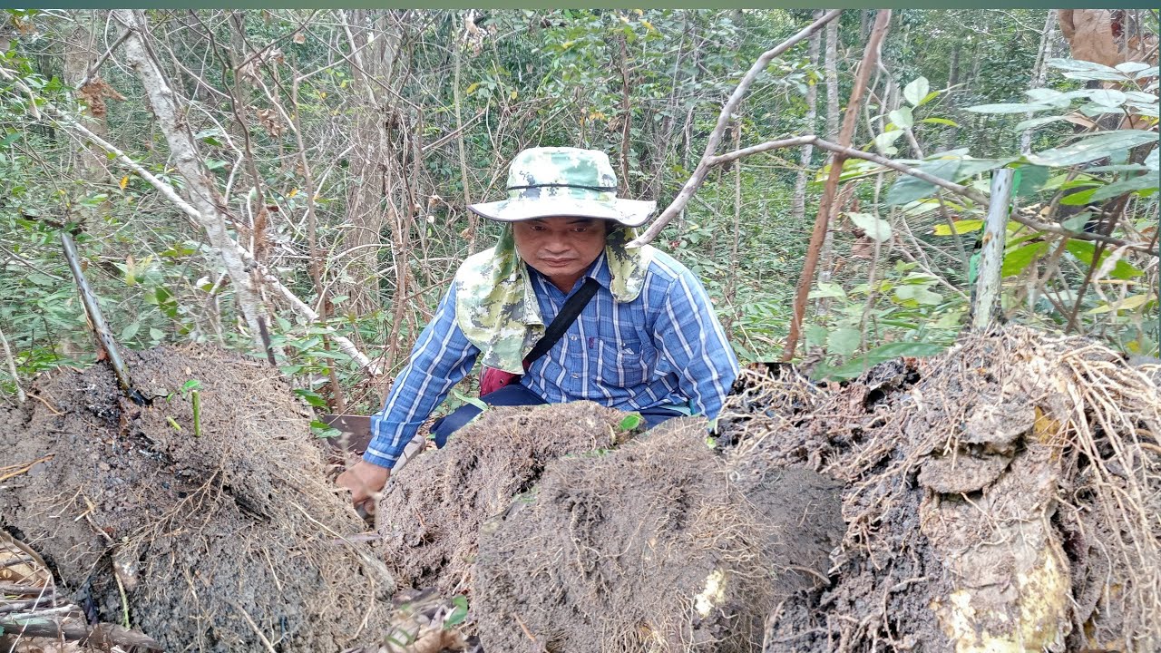 สุดยอด!!กลอยข้าวเหนียวล้วนครับวันนี้ 1 มี.ค.69