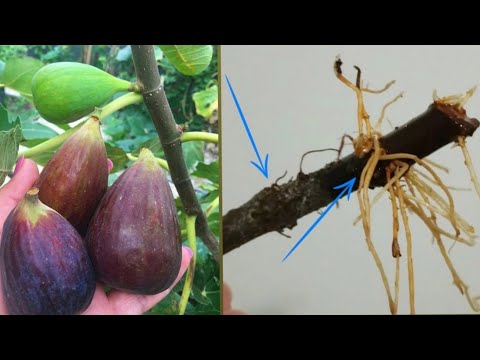 قلمه زدن و تکثیر میوه انجیر به راحتی و آسان