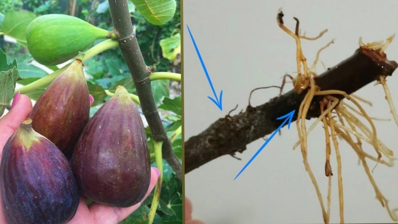 قلمه زدن میوه انجیر / Cutting and propagating fig fruit easily and simply