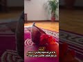 يسب ح له ما في السماوات والأرض سبحان م ن جعل القلوب والألسن تهتدي لذكره   