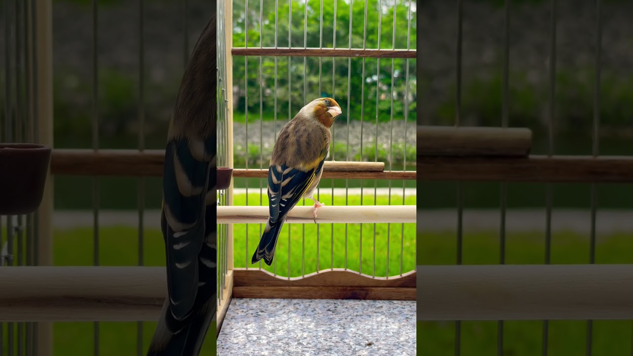 European Goldfinch mule singing - Jilguero Mixto - Carduelis - European Goldfinch Mix - طائر الحسون