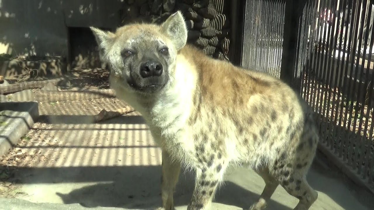 ハイエナ可愛い まったりするブチハイエナ Cute Spotted Hyena Cute Animal Videos 大宮公園小動物園 Youtube