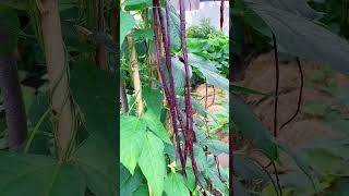 "Delicious Delights: A Mouthwatering Journey Through Amazing Foods .#shorts #viral