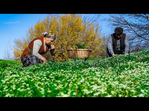 Spring 2023 - Stinging Nettle: Harvesting and Cooking