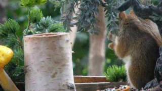 Paquet de graines équilibrées pour écureuils, à petit prix