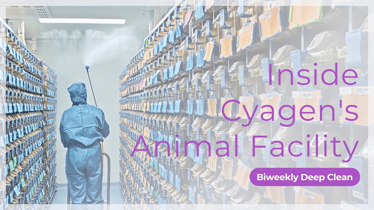 Inside Cyagen's Animal Facility: Biweekly Deep Clean | Cyagen - YouTube