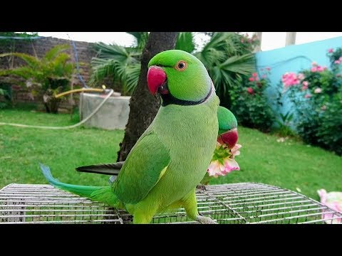 Amazing Parrot Video