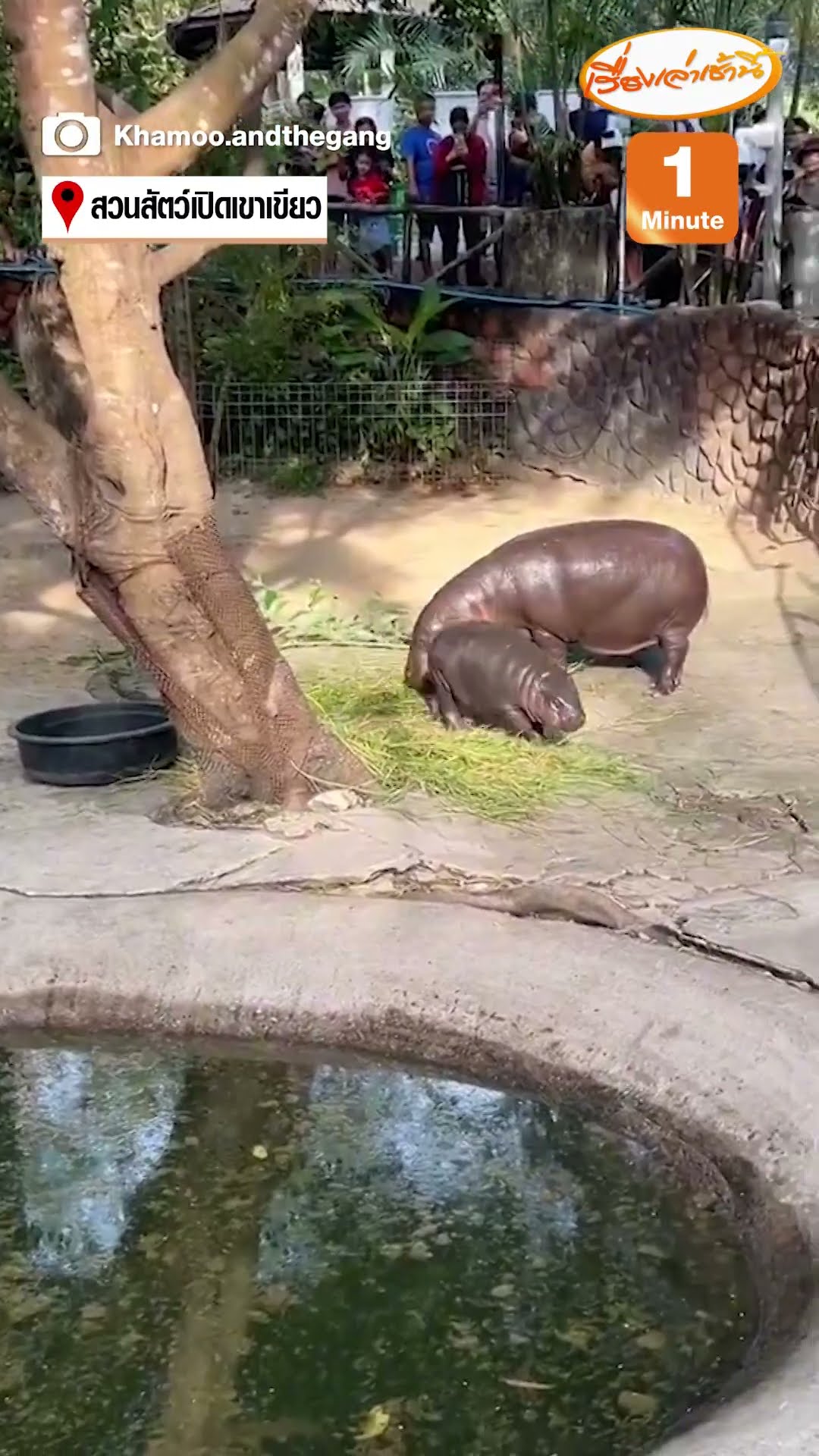 โตแล้วแต่ยังเด้งอยู่  “หมูเด้ง” อายุ 5 เดือนเเล้ว