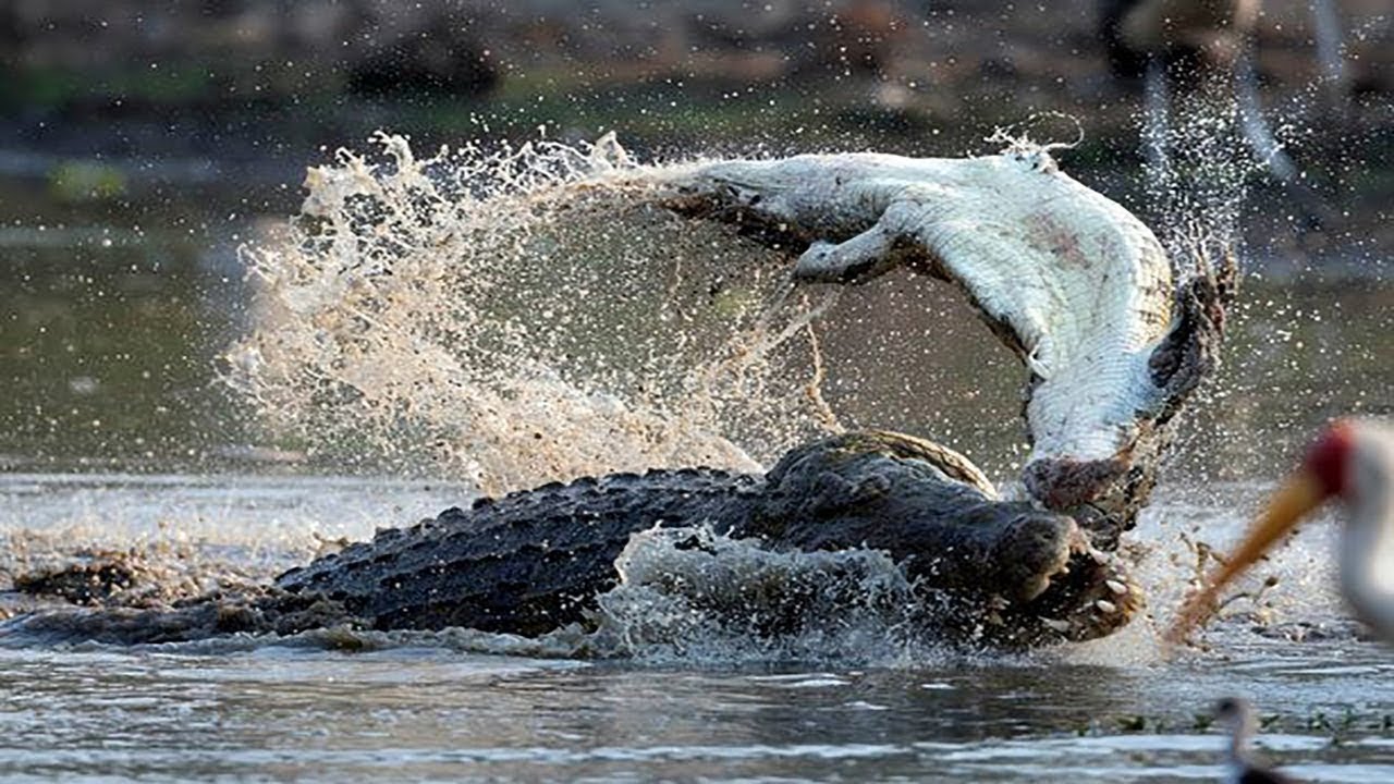 Крокодил vS Крокодил, Крокодил убивают и едят другой крокодил - YouTube.