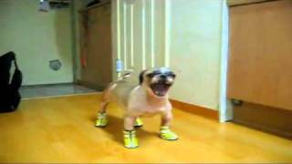 Booba's New Shoes - The Translation