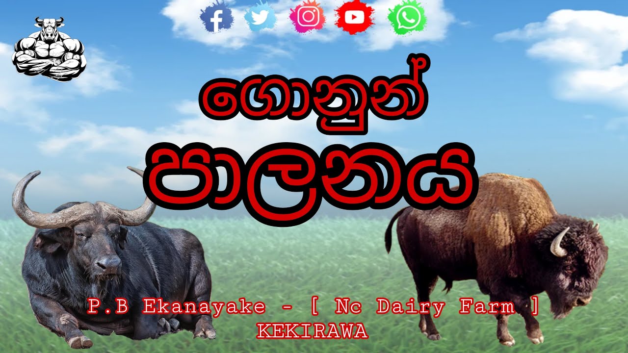 🔴 ගොනුන් පාලනය | 2025.05.05 | Chapter 01