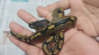 Celebrity How To Gender Ball Python Hatchlings (Popping Method) Wealth