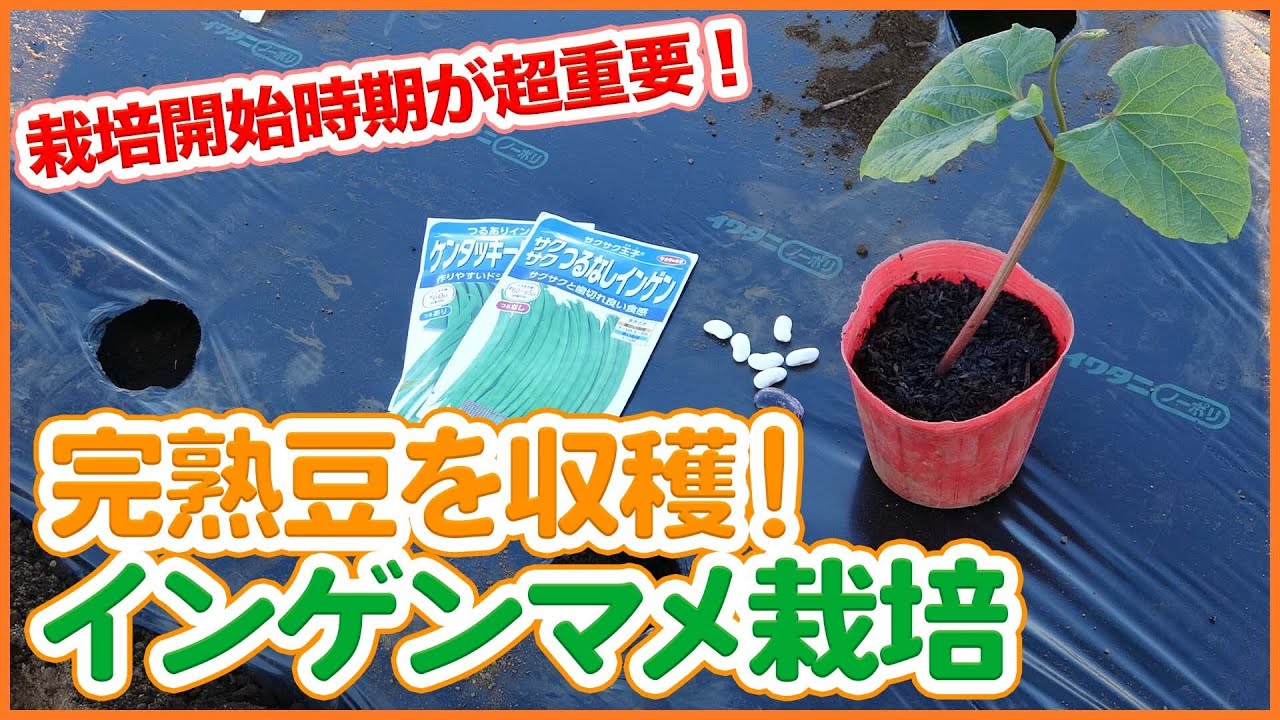 家庭菜園や農園で3月インゲン豆栽培 高級インゲン豆の芽出しのコツとインゲン豆の植え方ポイントを徹底解説 農園ライフ Youtube