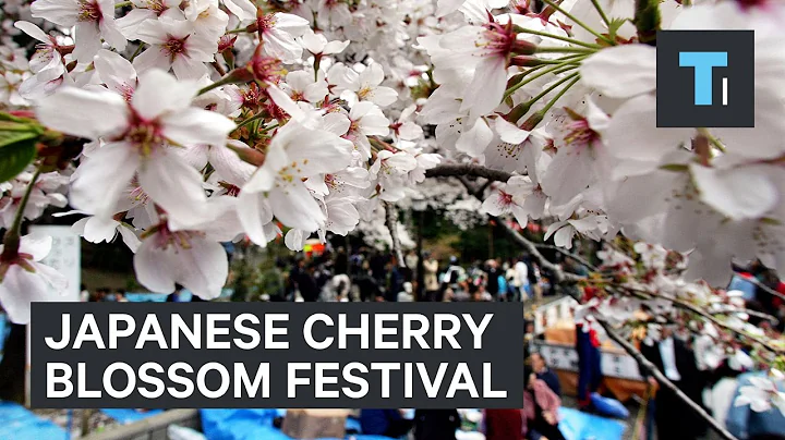 Going To A Cherry Blossom Festival In Japan - DayDayNews