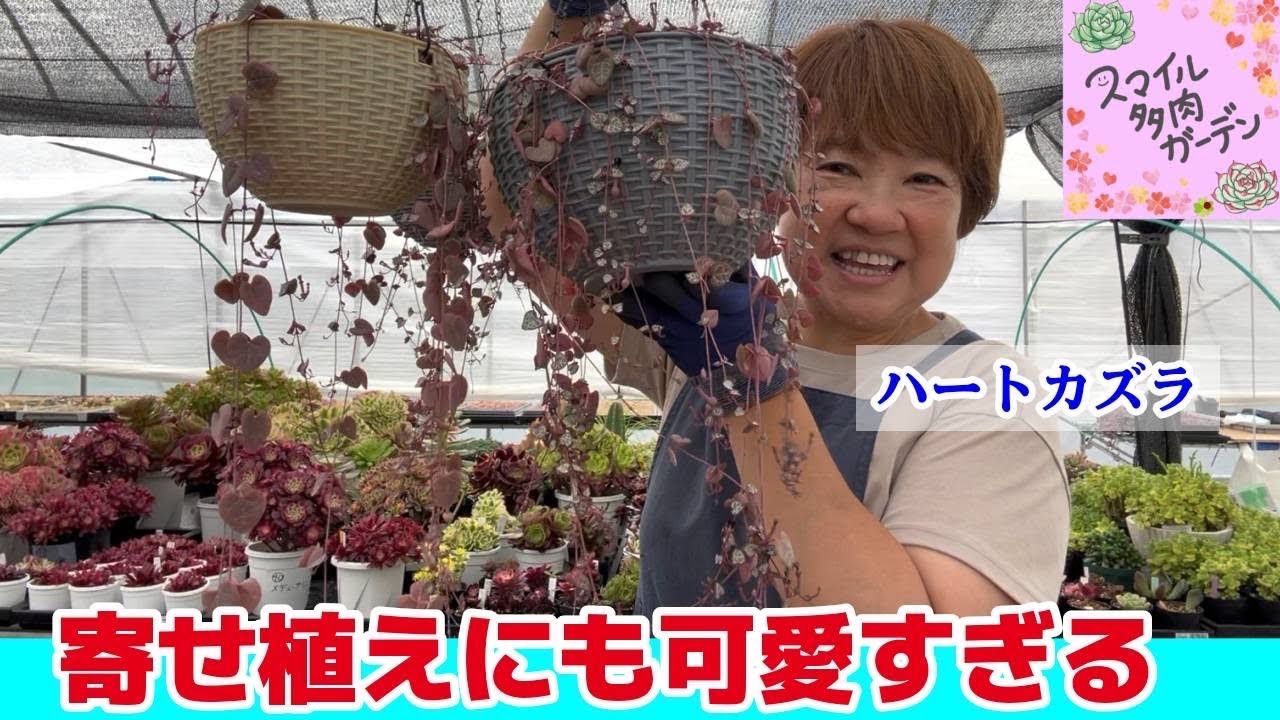26.5.23切れたハートカズラを挿したら…🌱もも🍑流レディハートの簡単な