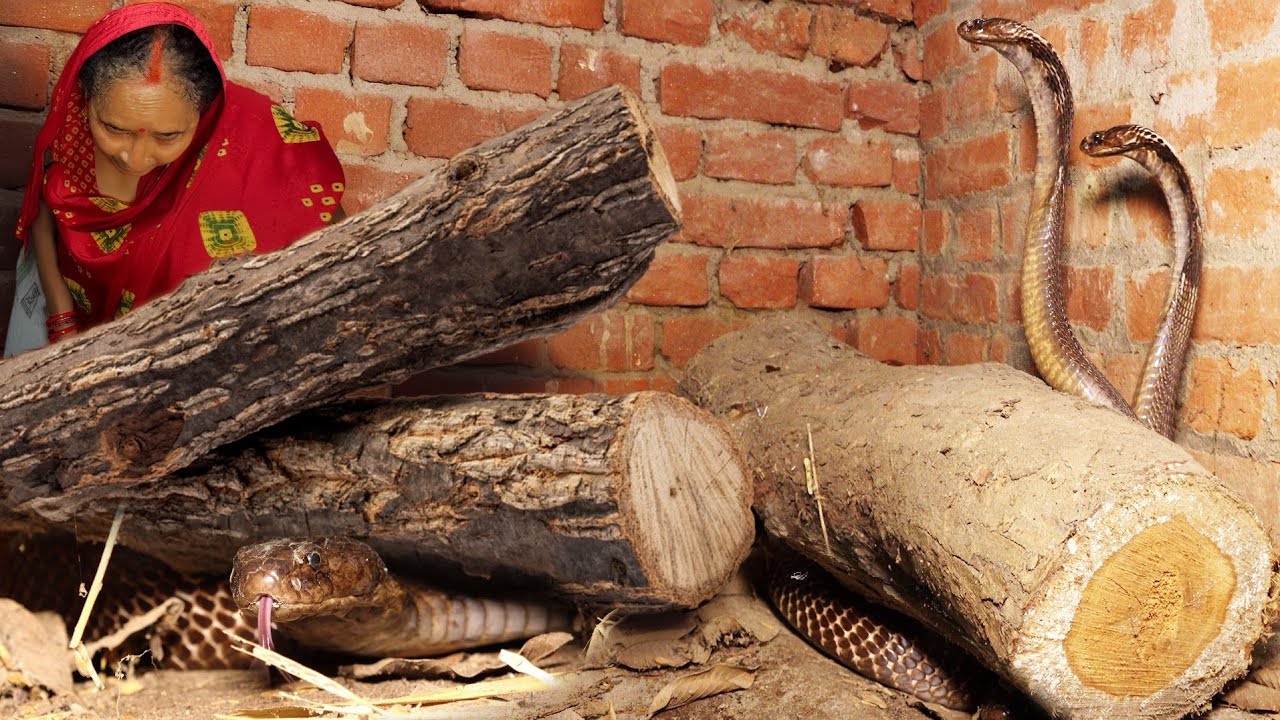 22 साल पुराने जहरीले कोबरा को रेस्क्यू करते समय कैसे अचानक किया अटैक, देखकर पसीने छूट गए! OMG 😱 🐍