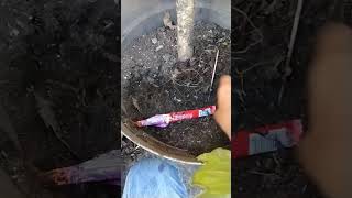 Download Lagu SELAMAT TINGGAL ARWANA MP3