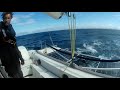 SV Pantera vs Orca attack on the Gibraltar Strait!!!! 😵🌊⛵🌊