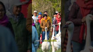The Ultimate Landfowl