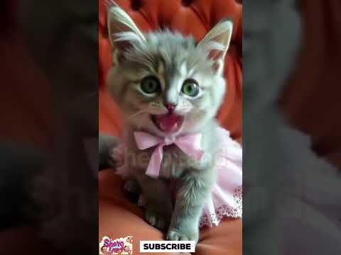 From Meow To Music Singingcat Bili Talkingcat Kitten Cutecat Cat Manobili