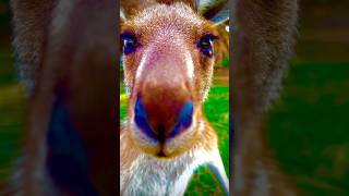 Happy Kangaroo enjoys a tasty snack before looking straight into camera and smiling 😊