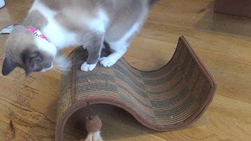 Dream Curl from Petlinks