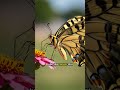 Butterflies taste with their feet 😱 #animals #nature #facts And they drink with a straw-like mou...