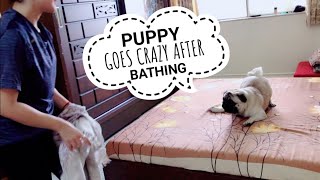 After Effects Of Bathing A PUPPY | Simba's Pug Life