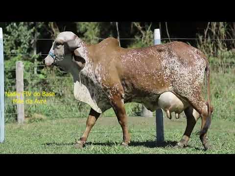 LOTE 30   AVANTE FIV VIBA 0474   AVRE FIV VIBA 0524