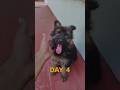 Sunrise with Karuppan 🌅 | Cute GSD Puppy Shorts | #tamilvlog #dog