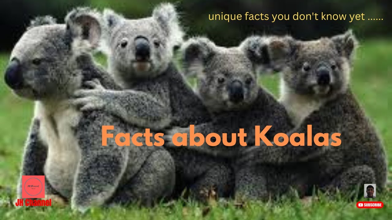 7 Unique Facts About Koala, Unique facts you don't know yet… YouTube