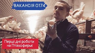 Вакансія 0174 - Птахоферма. Перші дні на птахофермі в Німеччині!