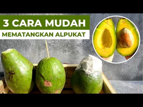 Cara Cepat Memeram Alpukat