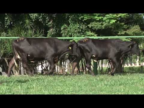 LOTE 129   FAZENDA SANTA LUZIA