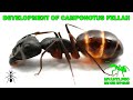 Development of a colony of ants of the species Camponotus fellah