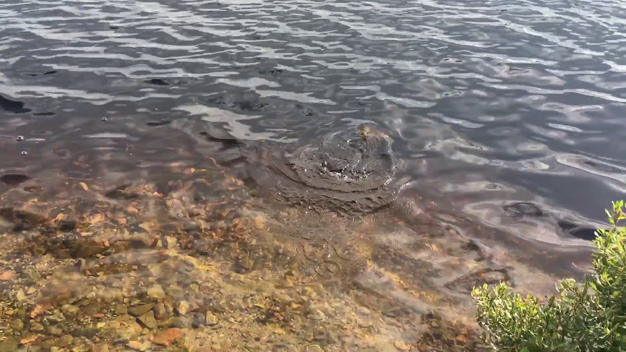 Окунь с первого заброса Рыбалка 2017