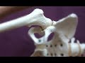 Osteokinematics vs  arthrokinematics  ep 10  body of knowledge vlog