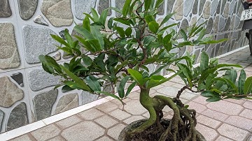 GIAO LƯU MAI CÚC THỌ HƯƠNG BONSAI 0902074660